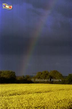 Rapsfeld mit Gewitterhimmel bei Heide in Dithmarschen., Schleswig-Holstein, Dithmarschen, Raps, Gewitter, Regenbogen, Albers, Foto, foreal,