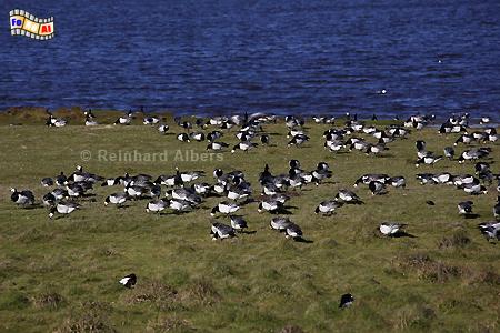 Nonnengänse bei Schüttsiel in Nordfriesland., Nordfriesland, Nonnengänse, Schüttsiel, Nordseeküste, Albers, Foto, foreal,
