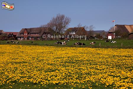 Föhr - Blick auf Borgsum, Nordseeküste, Nordsee, Föhr, Nordfriesland, Friesenhaus, Borgsum, Albers, Foto, foreal,