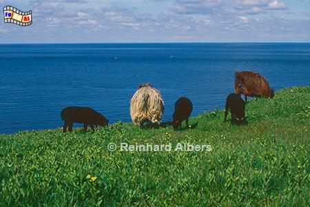 Schafe auf der Klippe von Helgoland, Nordsee, Helgoland, Schafe, Klippen, Steilkste, Hochland, Rote Felsen, Albers, Foto, foreal,