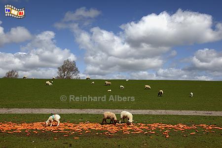 Schafe am Deich bei Friedrichskoog, Nordseekste, Friedrichskoog, Schafe, Deich, Albers, Foto, foreal,