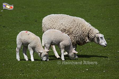 Schafe am Deich bei Friedrichskoog, Nordseekste, Friedrichskoog, Schafe, Deich, Albers, Foto, foreal,