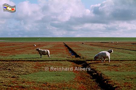 Vorland am Deich bei Westerhever, Nordseekste, Westerhever, Vorland, Queller, Albers, Foto, foreal,
