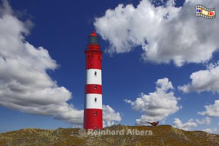 Leuchtturm von Amrum, Nordseek�ste, Amrum, Leuchtturm, Foto, Albers, foreal,
