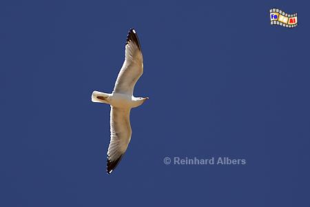 Mwe im Flug, Mwe, Silbermwe, Strand, Nordseekste, Albers, Foto, foreal,