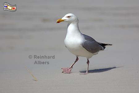 M�we beim Strandspaziergang, M�we, Silberm�we, Strand, Nordseek�ste, Albers, Foto, foreal,