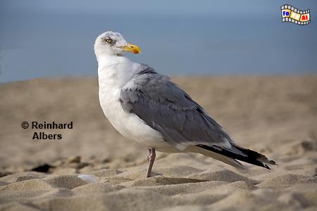 Silberm�we am Strand, M�wen, Silberm�we, Albers, Foto, foreal,