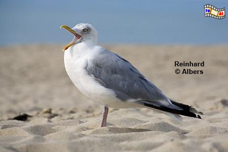 Silberm�we als Schreihals., M�wen, Silberm�we, Albers, Foto, foreal,