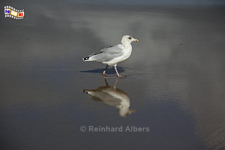 Mwenspiegelung, Mwen, Silbermwe, Albers, Foto, foreal,