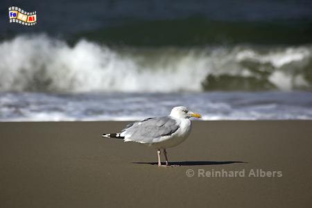Silbermwe am Strand von Sylt., Mwen, Silbermwe, Albers, Foto, foreal, Albers