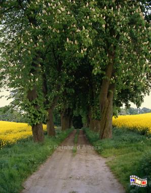 Kastanienallee mit Rapsblte, Schleswig-Holstein, Kastanien, Allee, Raps, Blte, Ostholstein, Albers, Foto, foreal,