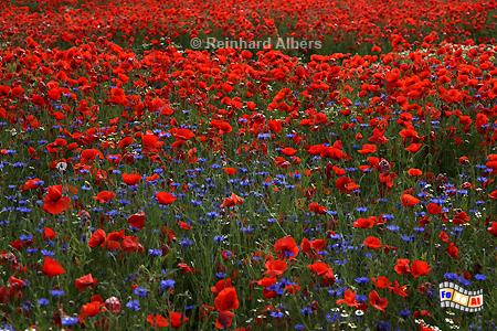 Blhender Mohn bei Krokau., Schleswig-Holstein, Ostholstein, Mohn, Krokau, Albers, Foto, foreal,