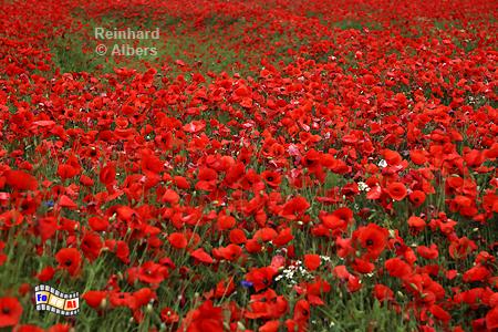 Mohnfeld bei Krokau, Schleswig-Holstein, Ostholstein, Mohn, Krokau, Albers, Foto, foreal,