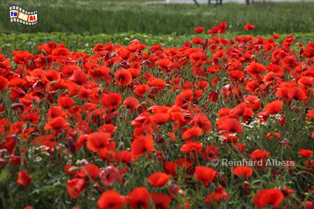 Krokau - Blhender Mohn, Schleswig-Holstein, Ostholstein, Mohn, Krokau, Albers, Foto, foreal,
