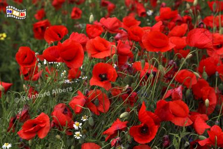 Klatschmohn bei Krokau, Schleswig-Holstein, Ostholstein, Mohn, Krokau, Albers, Foto, foreal,