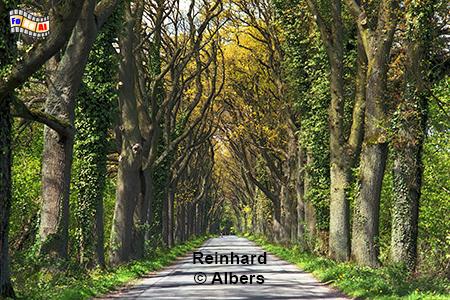 Allee bei Nehmten im Mai, Schleswig-Holstein, Allee, Frhjahr, Mai, Nehmten, Albers, Foto, foreal,