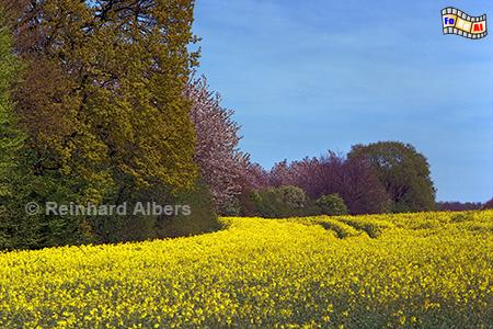 Rapsblte bei Nehmten, Schleswig-Holstein, Frhling, Mai, Rapsblte, Nehmten, Albers, Foto, foreal,