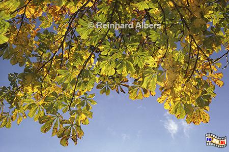 Kastanienbltter im Herbst, 