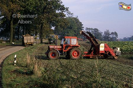 Zuckerr�benernte auf der Halbinsel Schwansen, Schleswig-Holstein, Schwansen, Zuckerr�ben, Ernte, Albers, Foto, foreal,