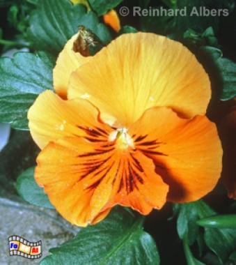 Stiefmtterchen, Blumen, Stiefmtterchen, Albers, Foto, foreal,