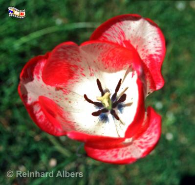 Tulpe, Blumen, Tulpe, Albers, Foto, foreal,