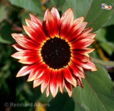 Sonnenblume, Blumen, Sonnenblume, Albers, Foto, foreal,