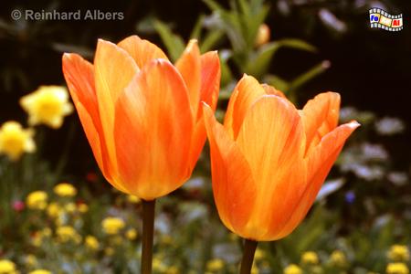 Tulpen, Blumen, Tulpe, Albers, Foto, foreal,