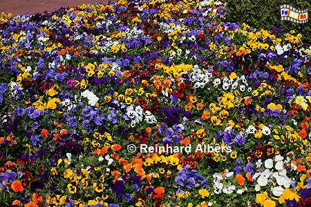 Stiefmtterchen, Blumen, Garten, Stiefmtterchen, Albers, Foto, foreal,