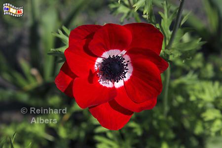 Anemone, Blumen, Garten, Anemone, Albers, Foto, foreal,