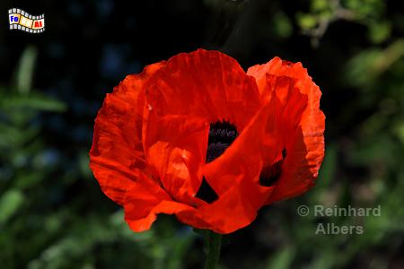 Mohnbl�te, Blumen, Mohn, Papaver, Garten, Albers, Foto, foreal,