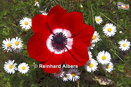 Anemone, Blumen, Garten, Anemone, Albers, Foto, foreal,