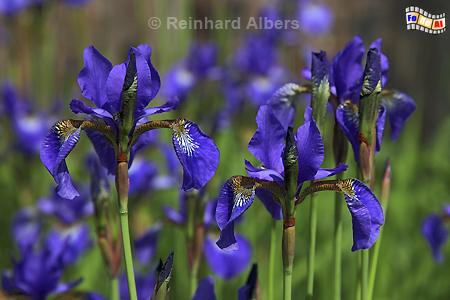 Iris, Blumen, Garten, Iris, Albers, Foto, foreal,