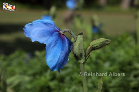 Meconopsis - blauer Schlafmohn, Blumen, Garten, Mohn, Meconopsis, Albers, Foto, foreal,