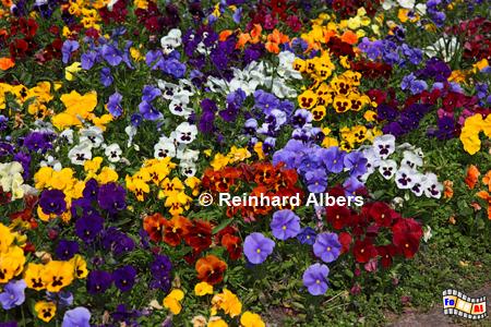 Stiefmtterchen, Blumen, Garten, Stiefmtterchen, Albers, Foto, foreal,