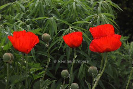 Islandmohn, Blumen, Mohn, Islandmohn, Papaver, Garten, Albers, Foto, foreal,