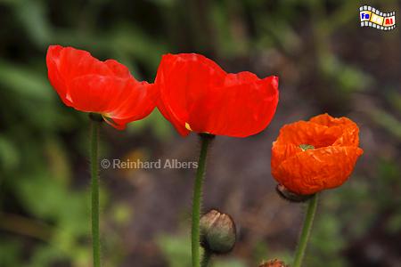 Islandmohn, Blumen, Mohn, Islandmohn, Papaver, Garten, Albers, Foto, foreal,