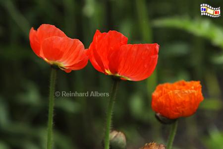 Islandmohn, Blumen, Mohn, Islandmohn, Papaver, Garten, Albers, Foto, foreal,