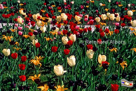Tulpen auf der Landesgartenschau in Wismar., Blumen, Tulpe, Albers, Foto, foreal, Wismar, Landesgartenschau,