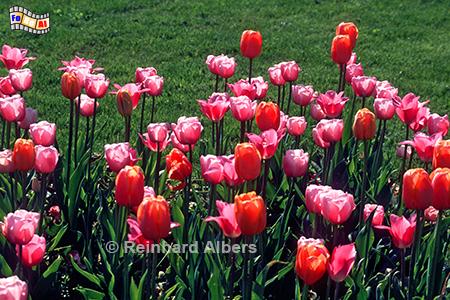 Tulpen auf der Landesgartenschau in Wismar., Blumen, Tulpe, Albers, Foto, foreal,