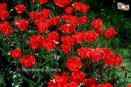 Tulpen auf der Landesgartenschau in Wismar, Blumen, Tulpe, Albers, Foto, foreal,
