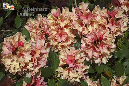 Rhododendron, Rhododendron, Blumen, Garten, Albers, Foto, foreal,