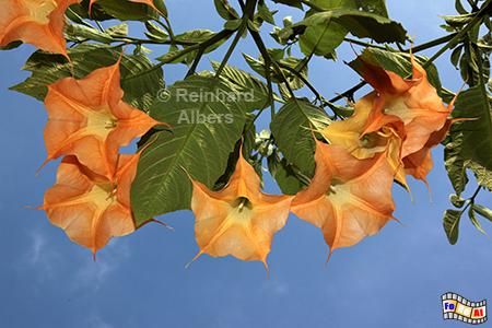Engelstrompete, Engelstrompete, Blumen, Garten, Albers, Foto, foreal,