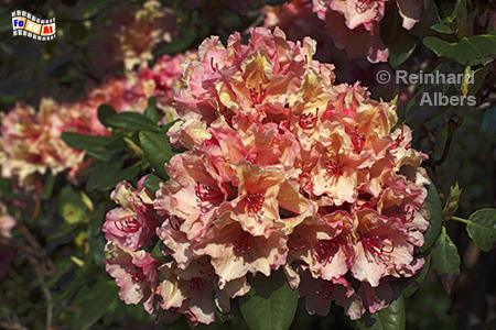 Rhododendron, Rhododendron, Blumen, Garten, Albers, Foto, foreal,