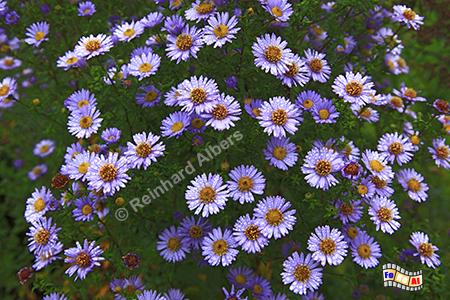 Herbstastern, Astern, Blumen, Garten, Albers, Foto, foreal,
