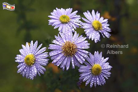 Astern, Astern, Blumen, Garten, Albers, Foto, foreal,