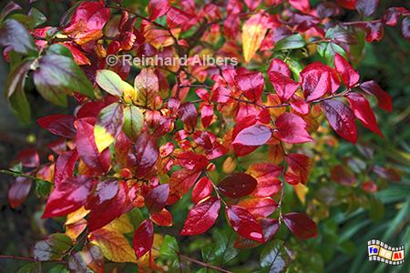 Heidelbeere im Herbst, Heidelbeere, Herbstlaub, Blumen, Garten, Albers, Foto, foreal,