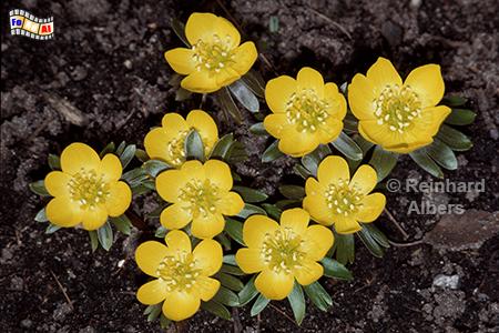 Winterline (Eranthis), 