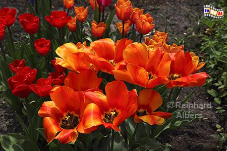Tulpenblte, 