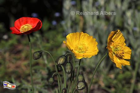 Islandmohn, 