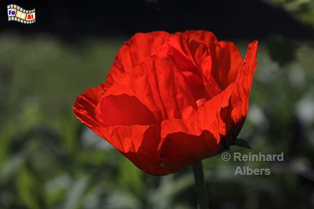 Mohnblte, Blumen, Mohn, Papaver, Garten, Albers, Foto, foreal,
